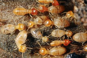 Termite Extermination & Control in Suffolk County, NY