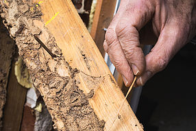 Termite Treatments in Suffolk County, NY