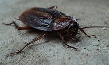 Cockroach Removal in Suffolk County, NY