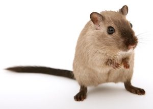 Mouse Extermination in Moriches NY by Twin Forks Pest Control®