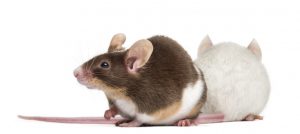 Mice Extermination in Speonk by Twin Forks Pest Control®