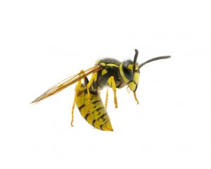 Wasp Removal in Montauk, Long Island