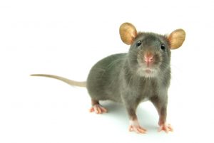 Rat And Mice Extermination in Southold by Twin Forks Pest Control®