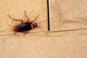 Cockroach removal in Southold by Twin Forks Pest Control®