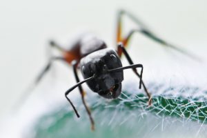 Ant Control from Twin Forks Pest Control®