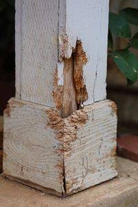Termite Damage | Twin Forks Pest Control®