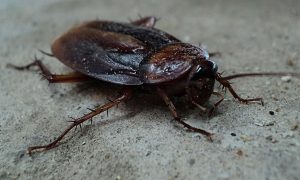A close-up image of a cockroach.