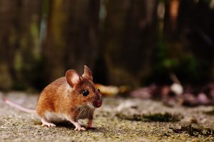 Mouse extermination Amagansett, NY by Twin Forks Pest Control®