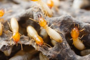 Termite Removal Long Island by Twin Forks Pest Control®
