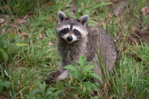 Raccoon Removal Services in Suffolk County, NY 