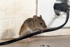 Mice Pest Control Services in Suffolk County, NY