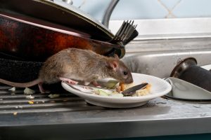 Rat Extermination and Control in Suffolk County, NY