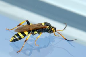 A black and yellow hornet.