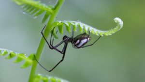 Spider Extermination & Control in Suffolk County, NY