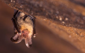 A picture of a bat.