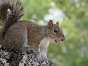 A squirrel with an acorn in its mouth.