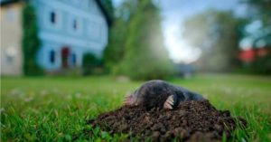 A close-up image of a mole in someone's yard.