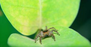 A close-up image of a spider on a leaf.