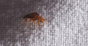 Bed bug on fabric