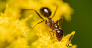Ant on yellow flower