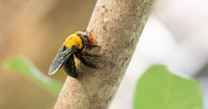 Carpenter bee on tree