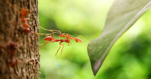 Ants creating a bridge to a leaf