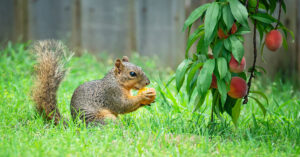 Squirrel eating garden