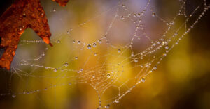 Spider web stuck to brown leaf.